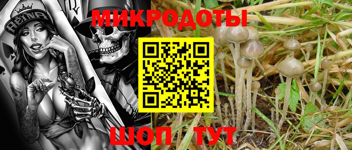 Псилоцибиновые грибы Psilocybine cubensis  Вход с VPN  где купить наркотик  Саров  Галлюциногенные грибы Psilocybe 